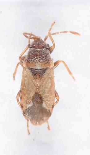 Réf. 249 097 : Lygaeosoma sp.